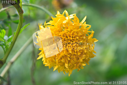 Image of Marigold  flowers field