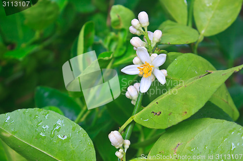 Image of Flowering lemon tree with green leaf