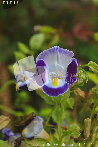 Image of  Bluewings in the garden or nature park 