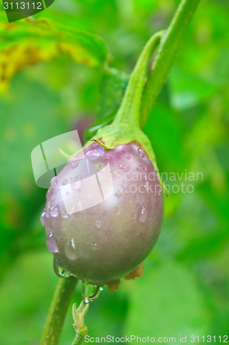 Image of fresh eggplant with drop water