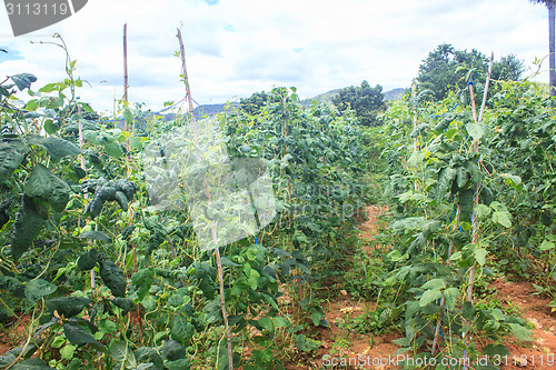 Image of Yard long bean farm