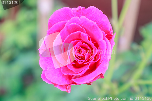 Image of flowering red roses in the garden