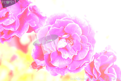 Image of flowering roses 