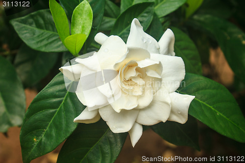 Image of beautiful Gardenia jasminoides flower on tree