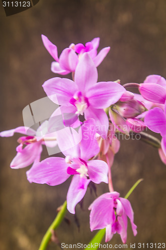 Image of Spathoglottis Plicata purple orchids