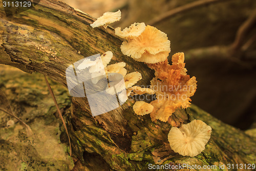 Image of close up mushroom in deep forest