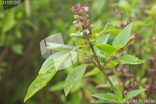 Image of Fresh basil and blossom 