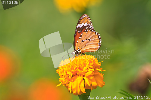 Image of Beautiful butterfly on flower