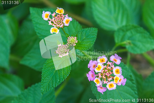 Image of  Cloth of gold or Lantana camara flower in garden