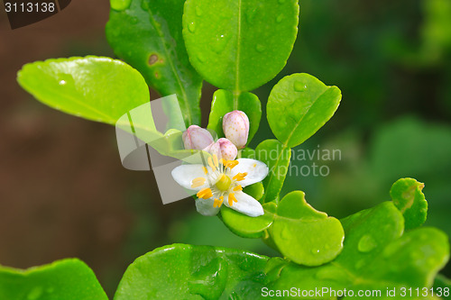 Image of Flower of bergamot fruits on tree