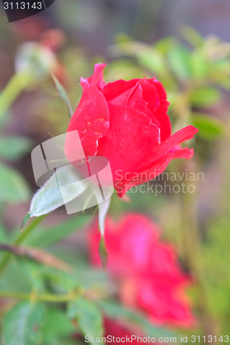 Image of  flowering red roses in the garden 