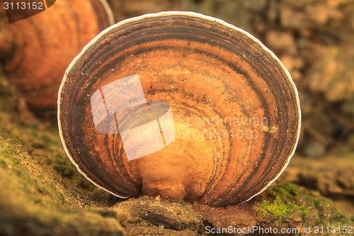 Image of close up mushroom in deep forest