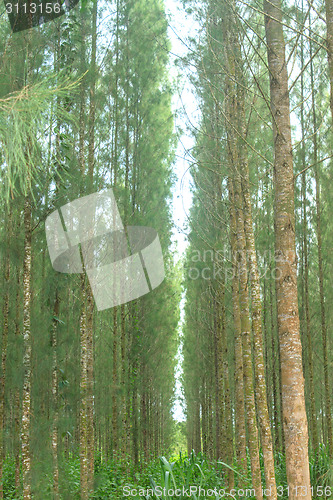 Image of Pine forest in plantation