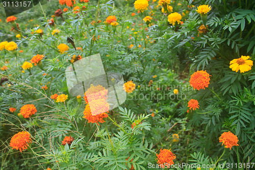 Image of Marigold  flowers field