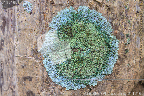 Image of Trunk of an old tree covered with a lichen