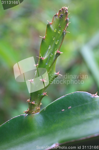 Image of leaves of dragon fruit tree with drop water