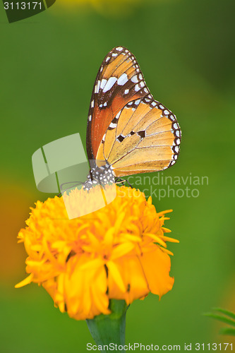 Image of Beautiful butterfly on flower