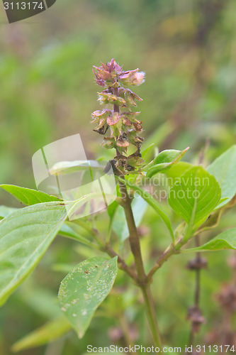 Image of Fresh basil and blossom 