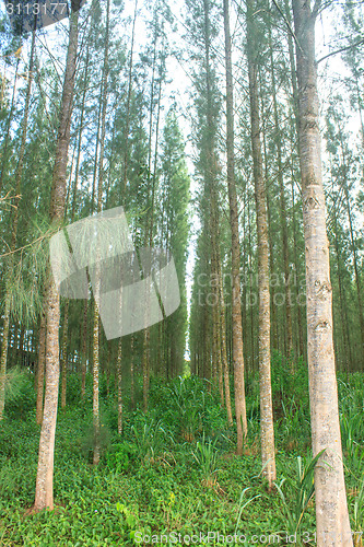 Image of Pine forest in plantation