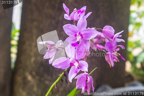 Image of Spathoglottis Plicata purple orchids