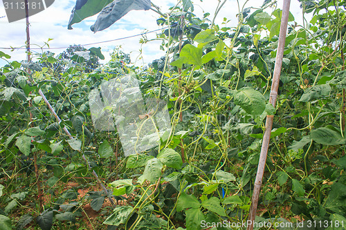 Image of Yard long bean farm