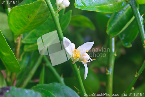 Image of Flowering lemon tree with green leaf