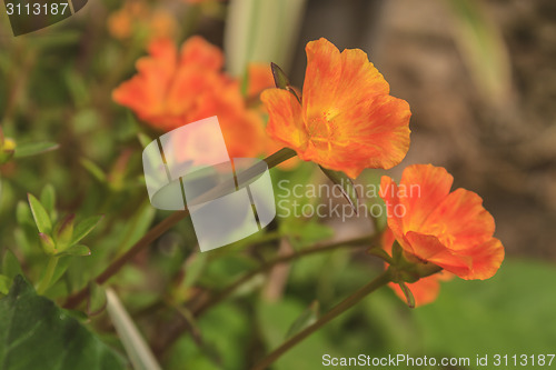 Image of Portulaca flowers