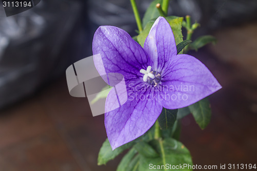 Image of Closeup of purple flowers 