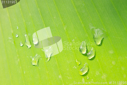 Image of green leaf with drops of water 