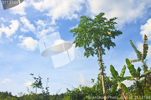 Image of papayas tree in the farm