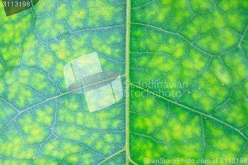 Image of Texture of a green leaf as background 