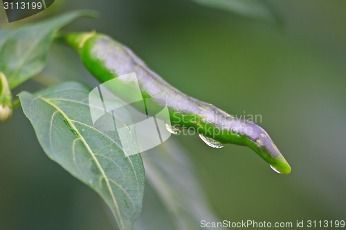 Image of Fresh chillies growing with drop water 