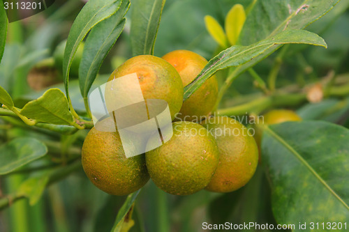 Image of Lemons on tree in farm