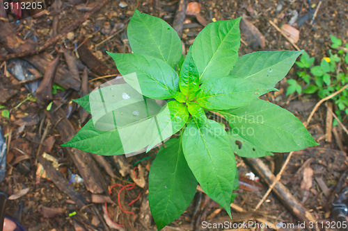 Image of green leaves of chili peppers tree