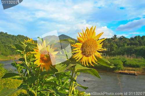 Image of beautiful sunflower in field and blue sky