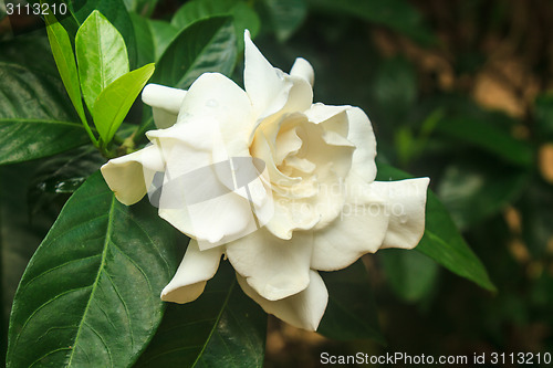 Image of beautiful Gardenia jasminoides flower on tree