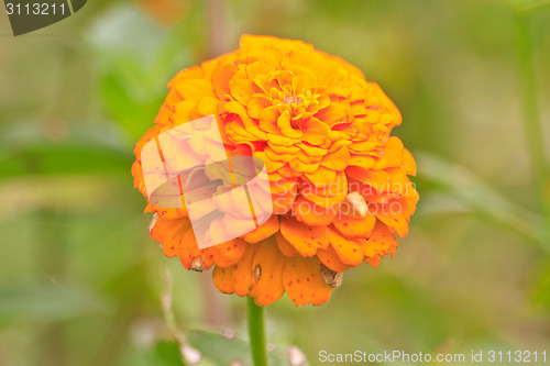 Image of Zinnia elegans in field