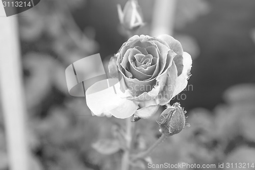 Image of flowering roses 