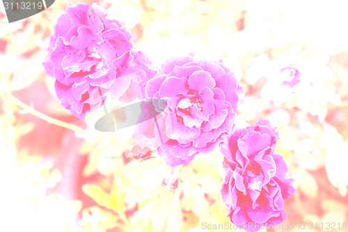 Image of flowering roses 