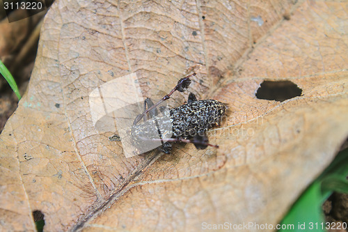 Image of Long horn beetle on dry leaf