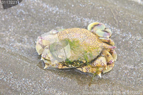 Image of crab on a background of sand 