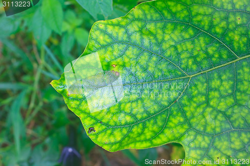 Image of Texture of a green leaf as background 