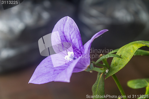 Image of Closeup of purple flowers 