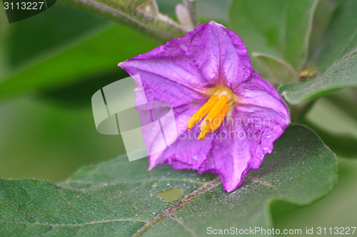 Image of eggplant flowers blooming in nature