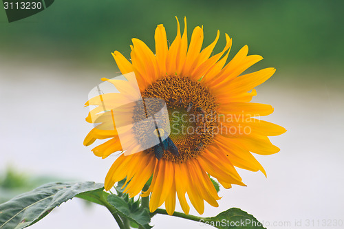 Image of beautiful sunflower in field