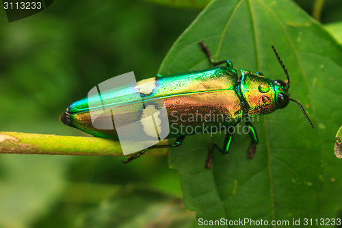 Image of beetle in Genus steriocera