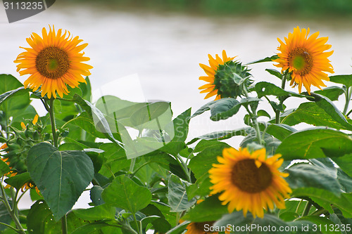 Image of beautiful sunflower in field