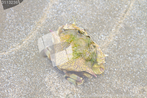 Image of crab on a background of sand 