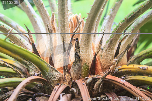 Image of  Cycads in the wild nature