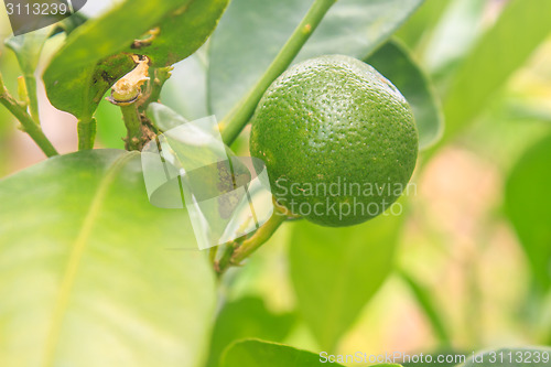 Image of Lemons on tree in farm